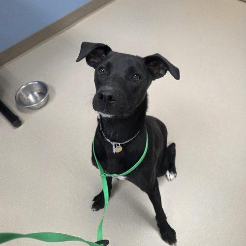 Enlarge Diesel, a Adoptable mixed breed in Grand Junction, CO image 4/4