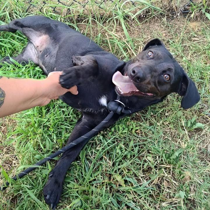 Motorola, a Adoptable mixed breed in Springdale, AR image 1/6