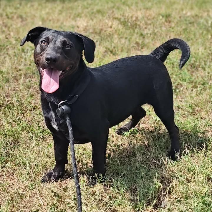 Motorola, a Adoptable mixed breed in Springdale, AR image 2/6