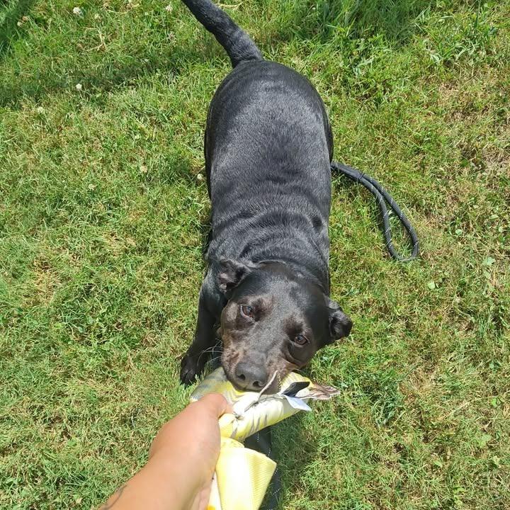 Motorola, a Adoptable mixed breed in Springdale, AR image 3/6