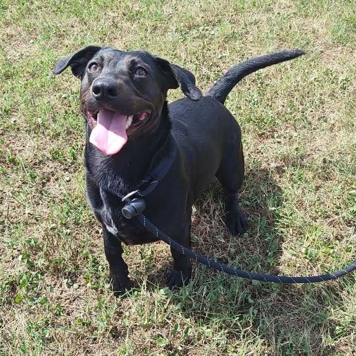 Motorola, a Adoptable mixed breed in Springdale, AR image 4/6