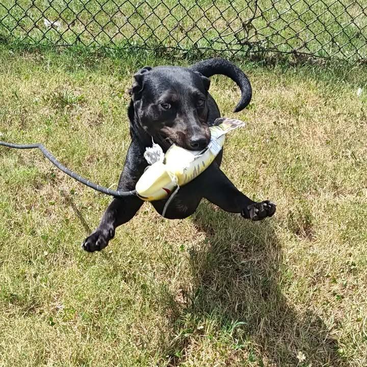 Motorola, a Adoptable mixed breed in Springdale, AR image 5/6