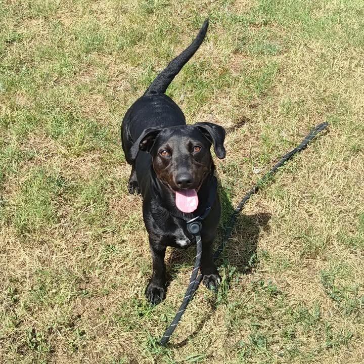 Motorola, a Adoptable mixed breed in Springdale, AR image 6/6