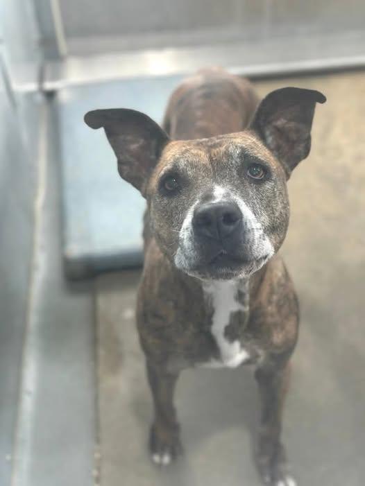 Enlarge Daisy Mae - Foster or Adopter needed, a ADOPTABLE mixed breed in Wantagh, NY image 2/3