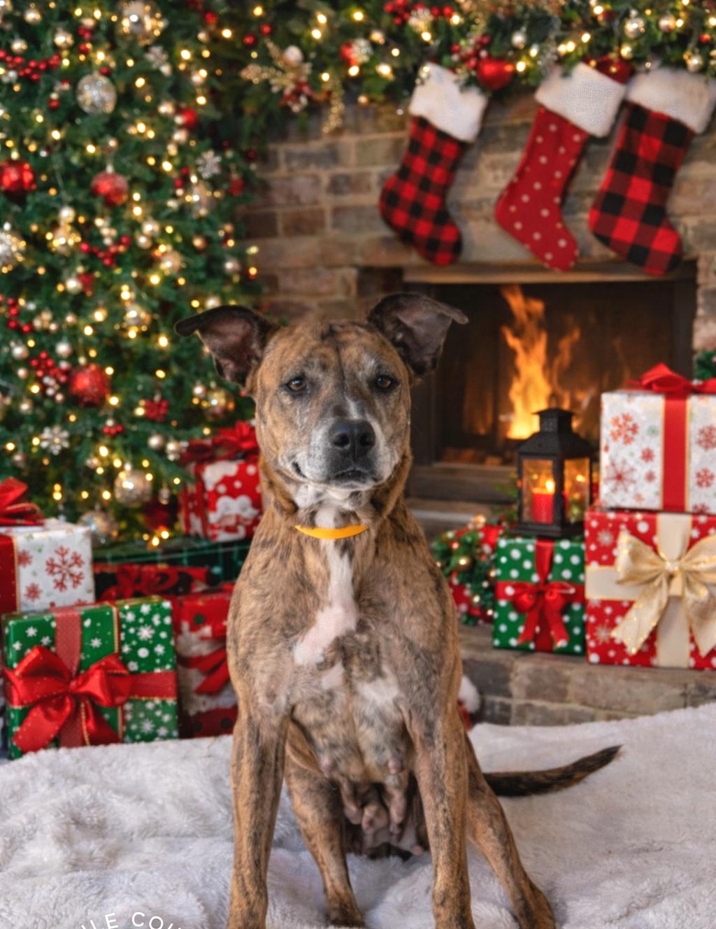 Enlarge Daisy Mae - Foster or Adopter needed, a ADOPTABLE mixed breed in Wantagh, NY image 3/3