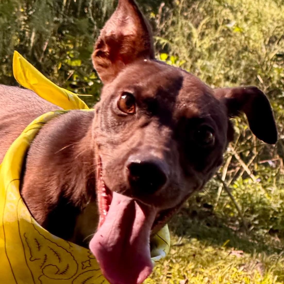 Goofy, Adoptable, Young Male Miniature Pinscher & Chihuahua.