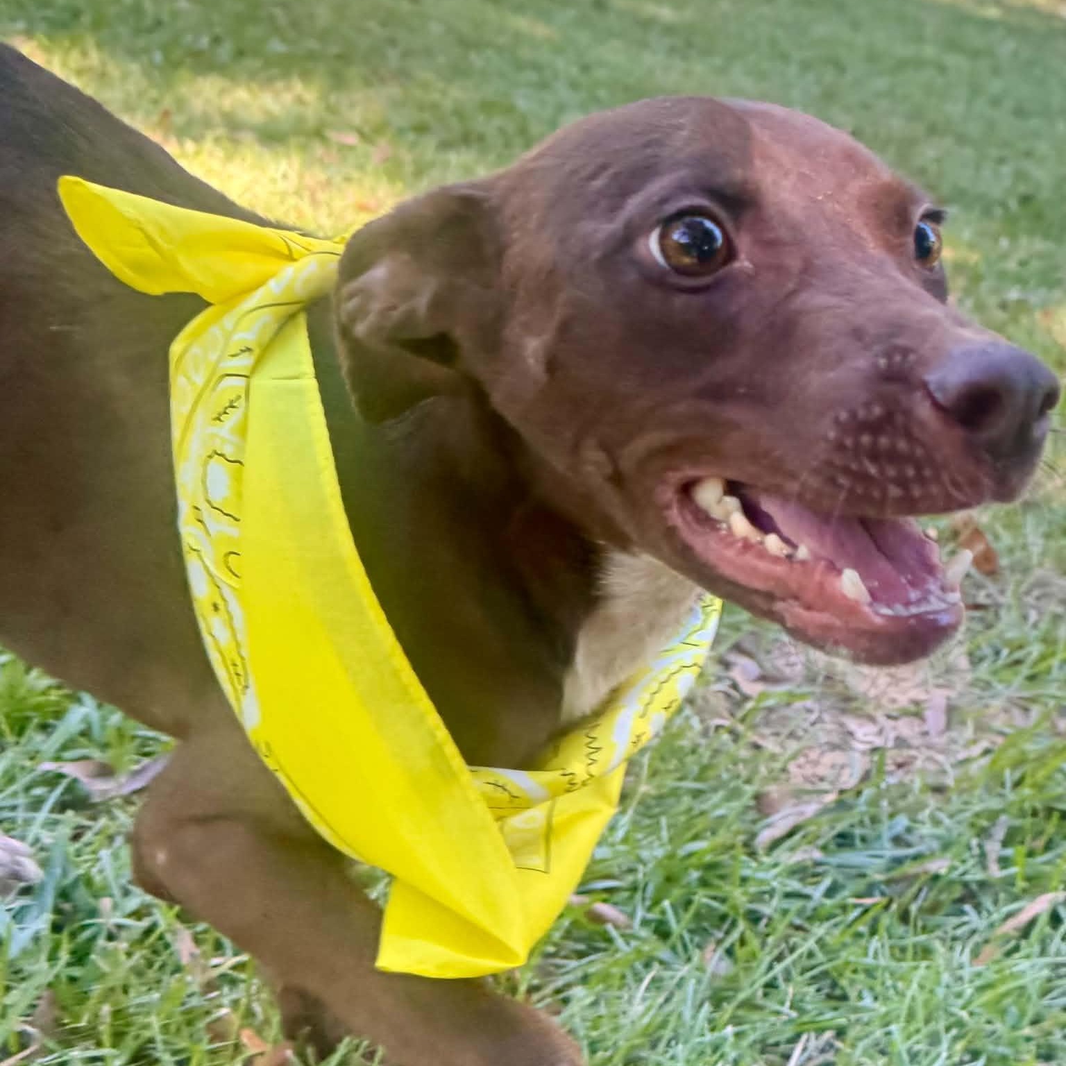 Enlarge Goofy, a Adoptable mixed breed in Southington, CT image 3/5