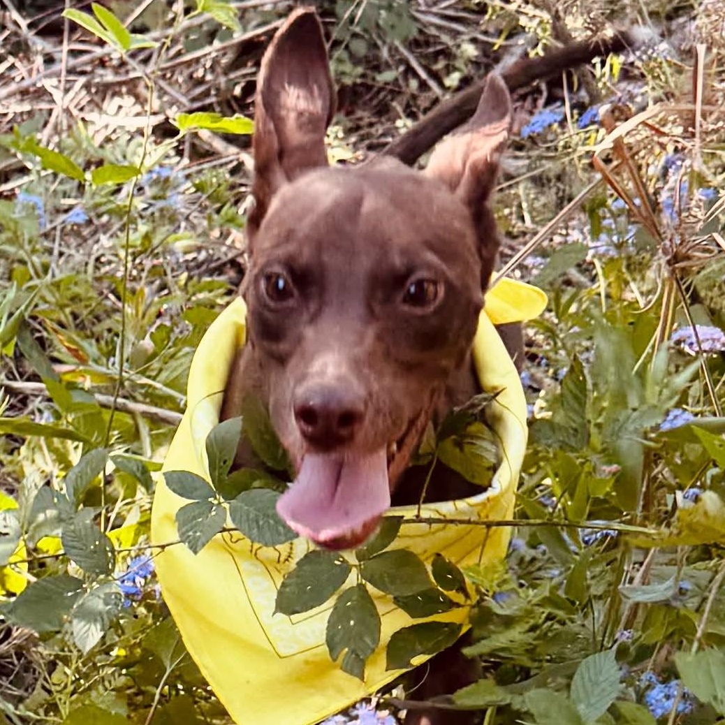 Enlarge Goofy, a Adoptable mixed breed in Southington, CT image 4/5