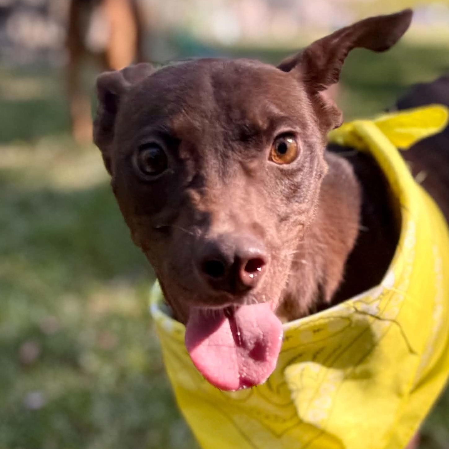 Enlarge Goofy, a Adoptable mixed breed in Southington, CT image 2/5