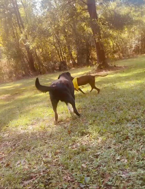 Enlarge Goofy, a Adoptable mixed breed in Southington, CT video 5/5