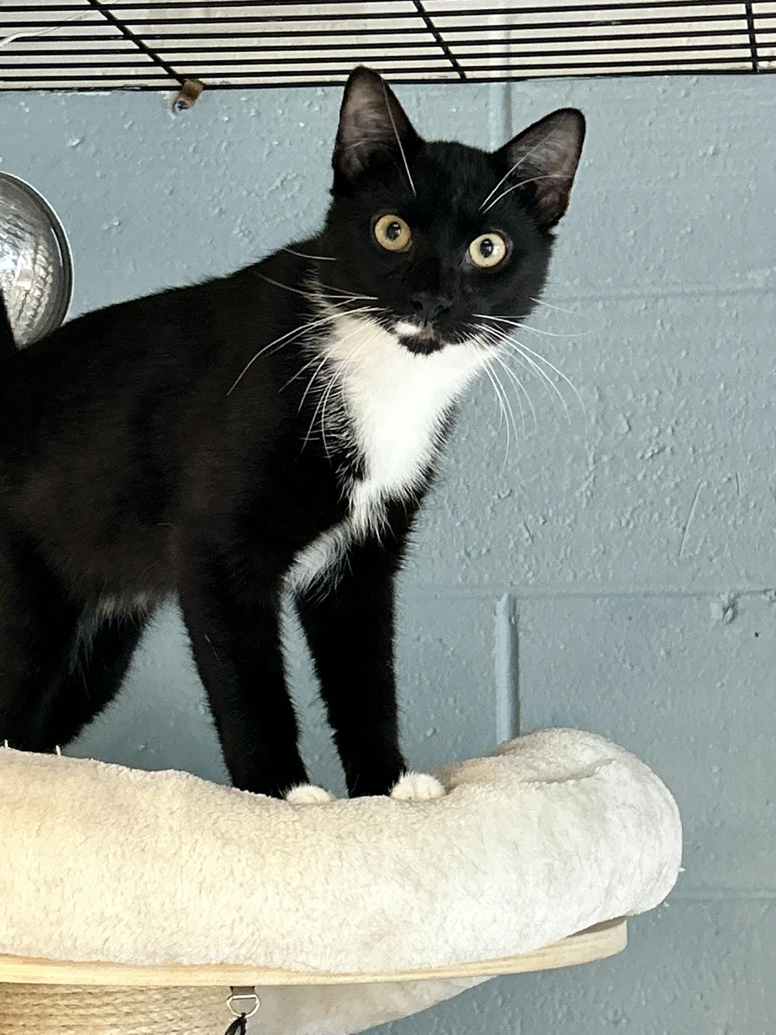 Pepper, ADOPTABLE, Young Male Domestic Short Hair.