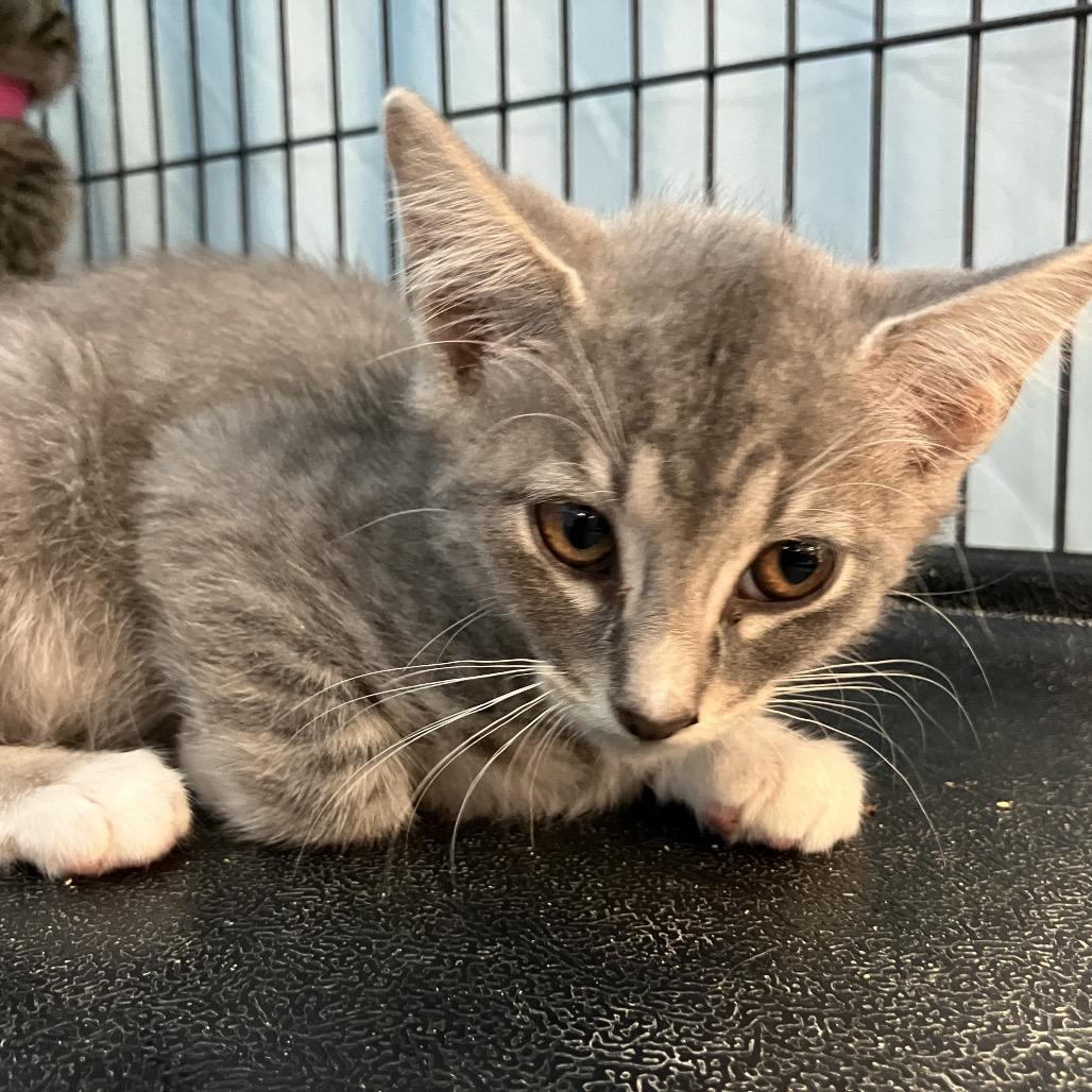 Hendrix, Adoptable, Kitten Male Domestic Short Hair.