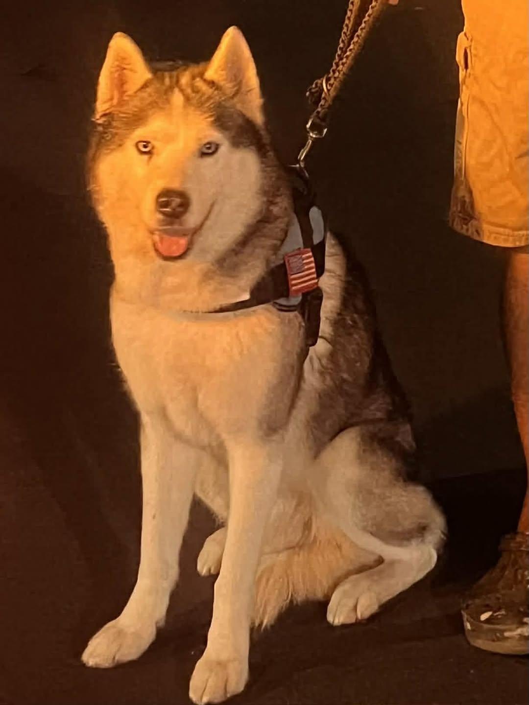 Frank, ADOPTABLE, Young Male Husky.