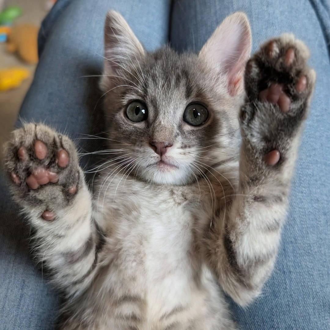 Shelby Groth, Adoptable, Kitten Female Domestic Short Hair & Tabby.