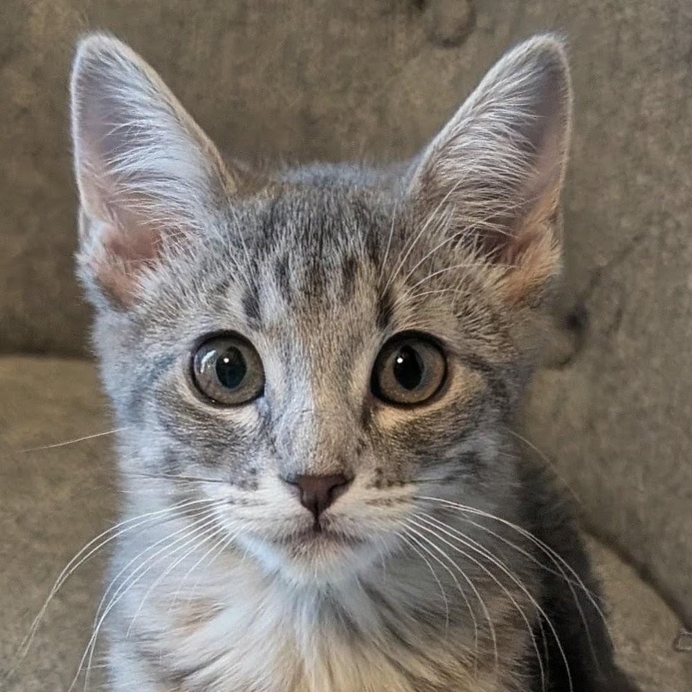 Enlarge Shelby Groth, a Adoptable mixed breed in Denver, CO image 3/6