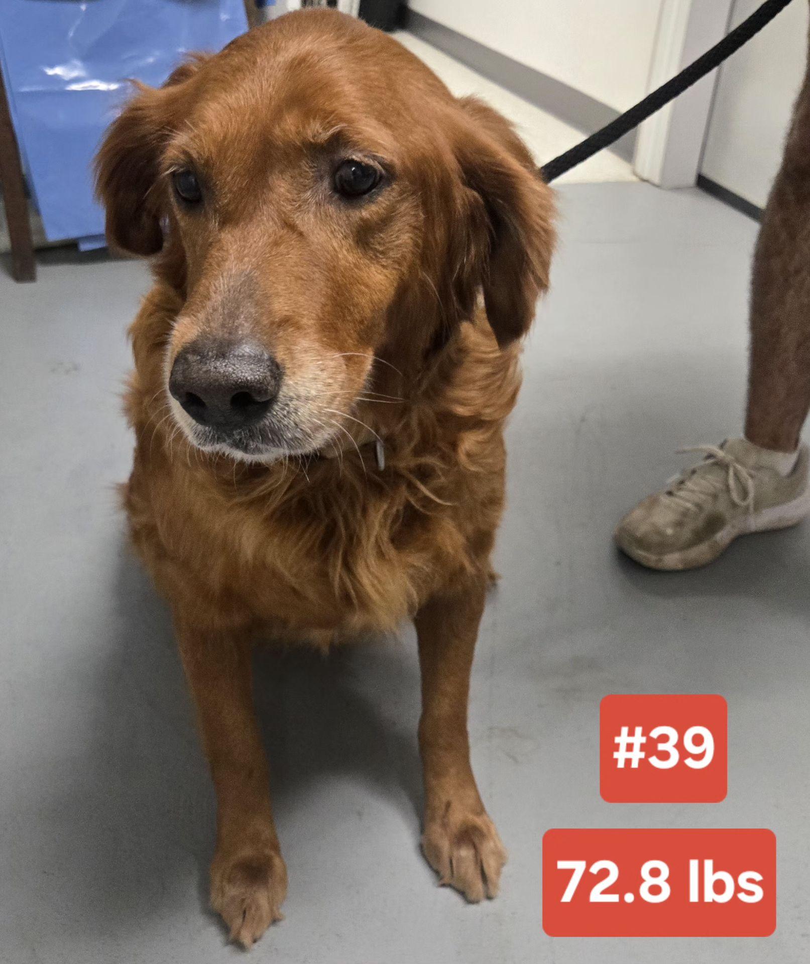 Enlarge HOPE  $375, a other mixed breed in Milwaukee, WI image 1/1