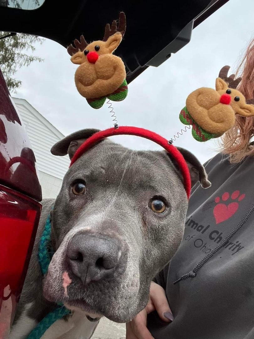 Enlarge Wilson, a Adoptable Mixed Breed in Youngstown, OH image 11/13