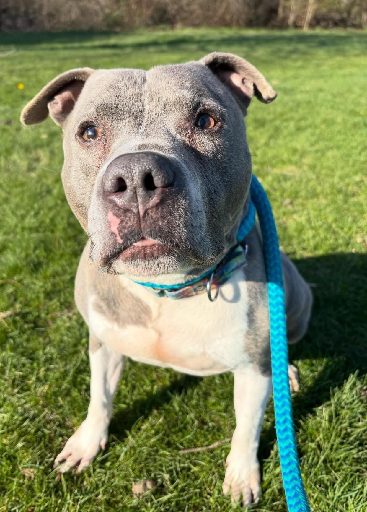 Enlarge Wilson, a Adoptable Mixed Breed in Youngstown, OH image 2/6