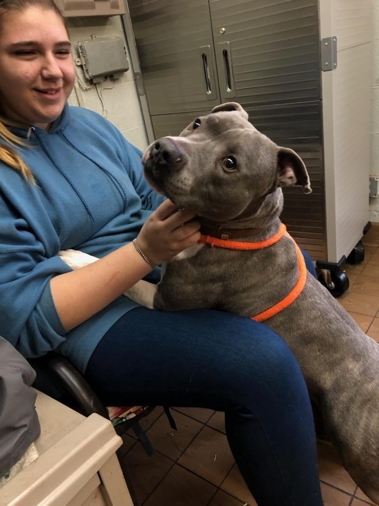 Enlarge Wilson, a Adoptable Mixed Breed in Youngstown, OH image 12/13