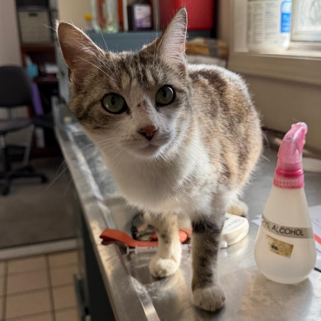 Kendall — thumbnail 4