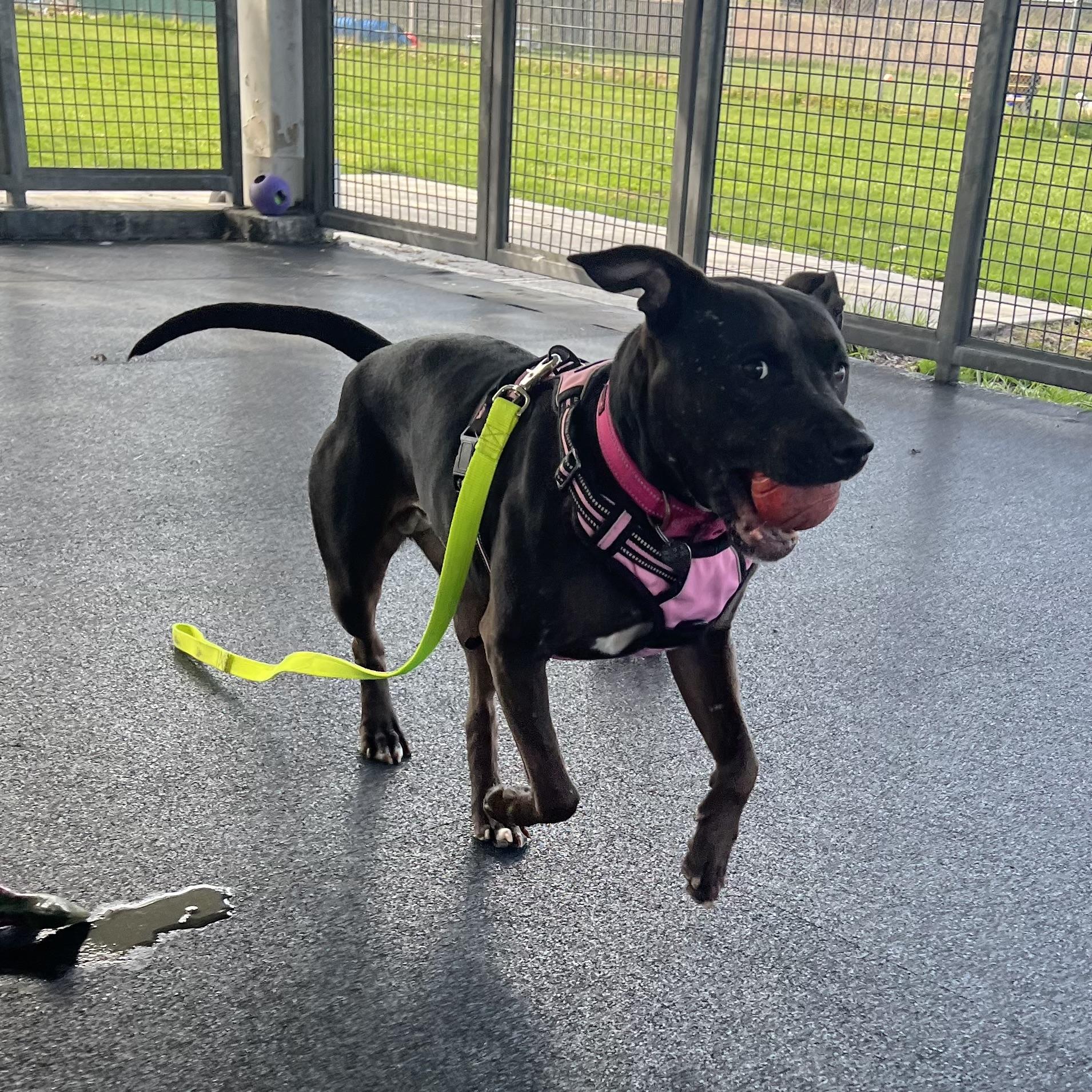 Enlarge Casserole , a ADOPTABLE mixed breed in Ithaca, NY image 4/5