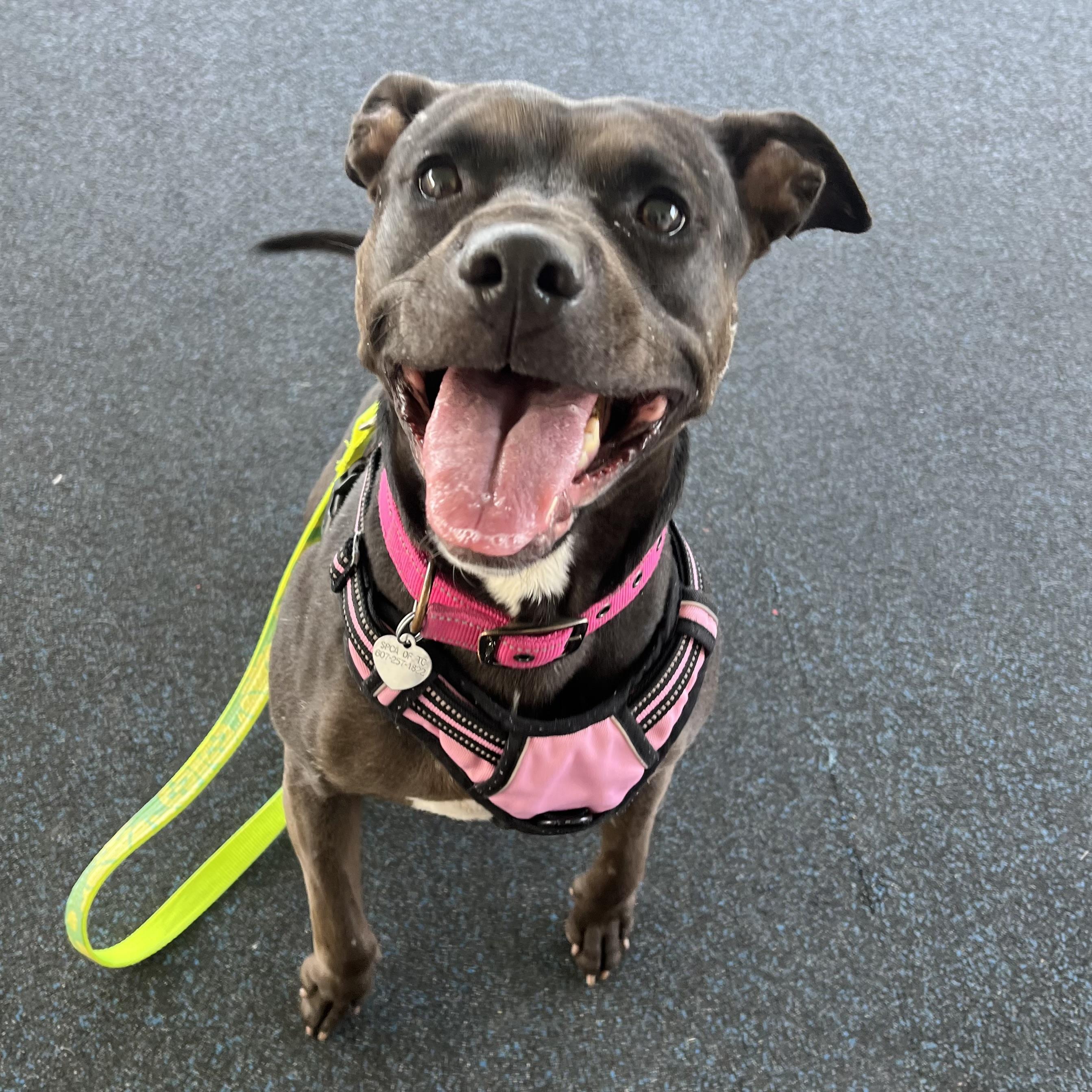 Enlarge Casserole , a ADOPTABLE mixed breed in Ithaca, NY image 1/5