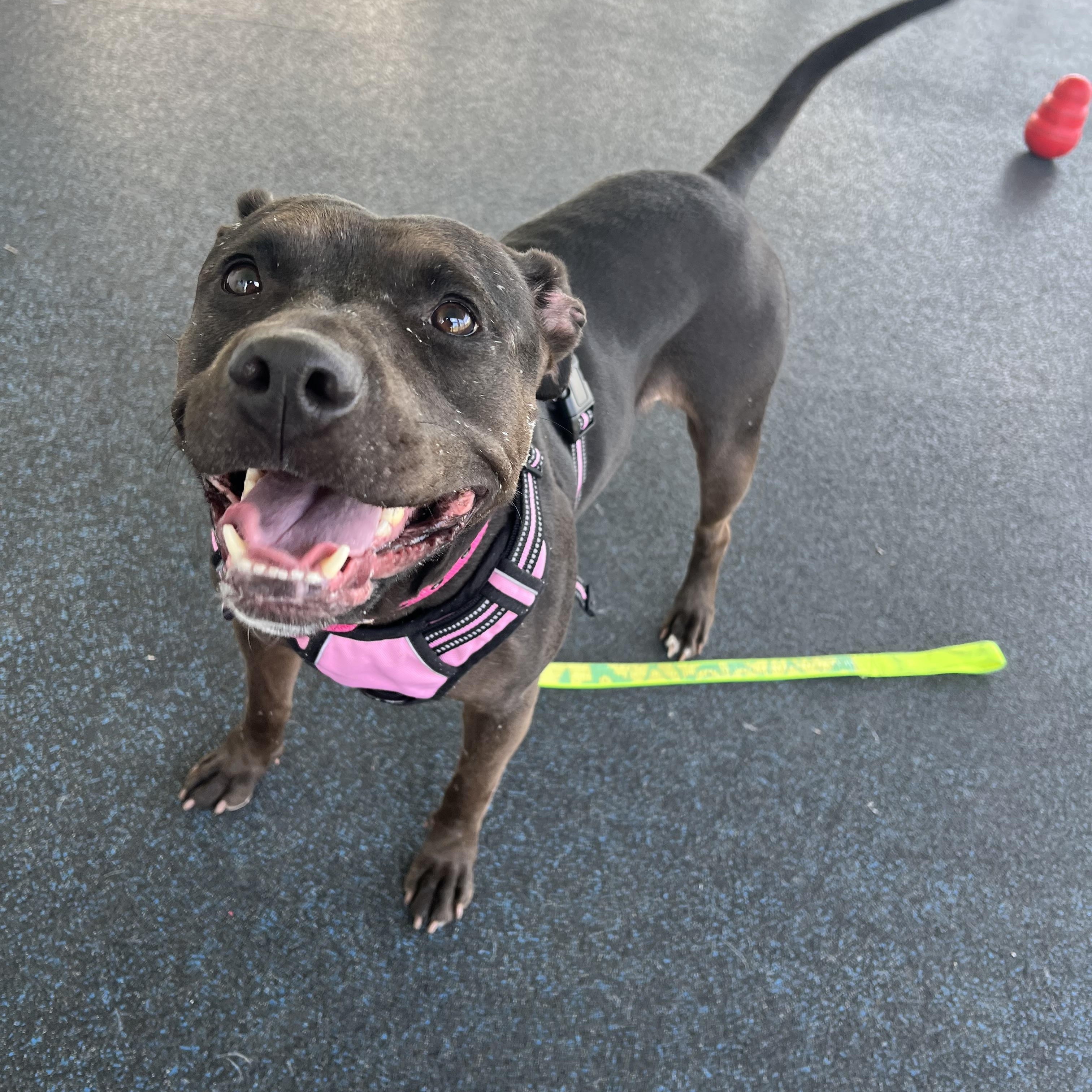 Enlarge Casserole , a ADOPTABLE mixed breed in Ithaca, NY image 2/5