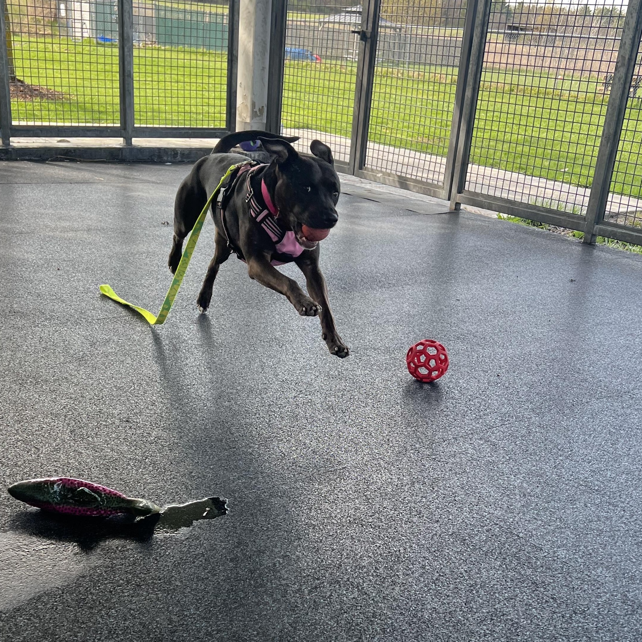 Enlarge Casserole , a ADOPTABLE mixed breed in Ithaca, NY image 5/5
