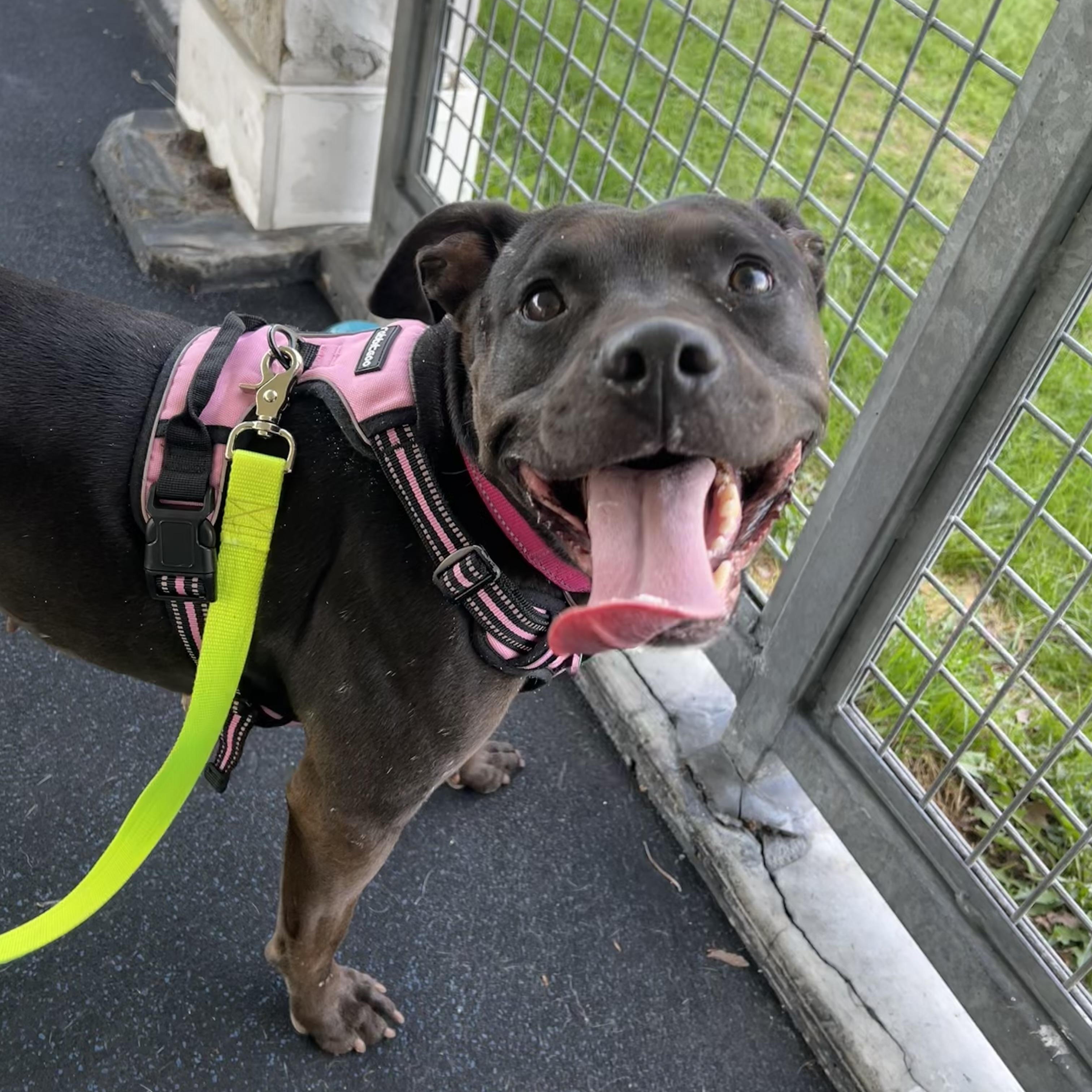 Enlarge Casserole , a ADOPTABLE mixed breed in Ithaca, NY image 3/5