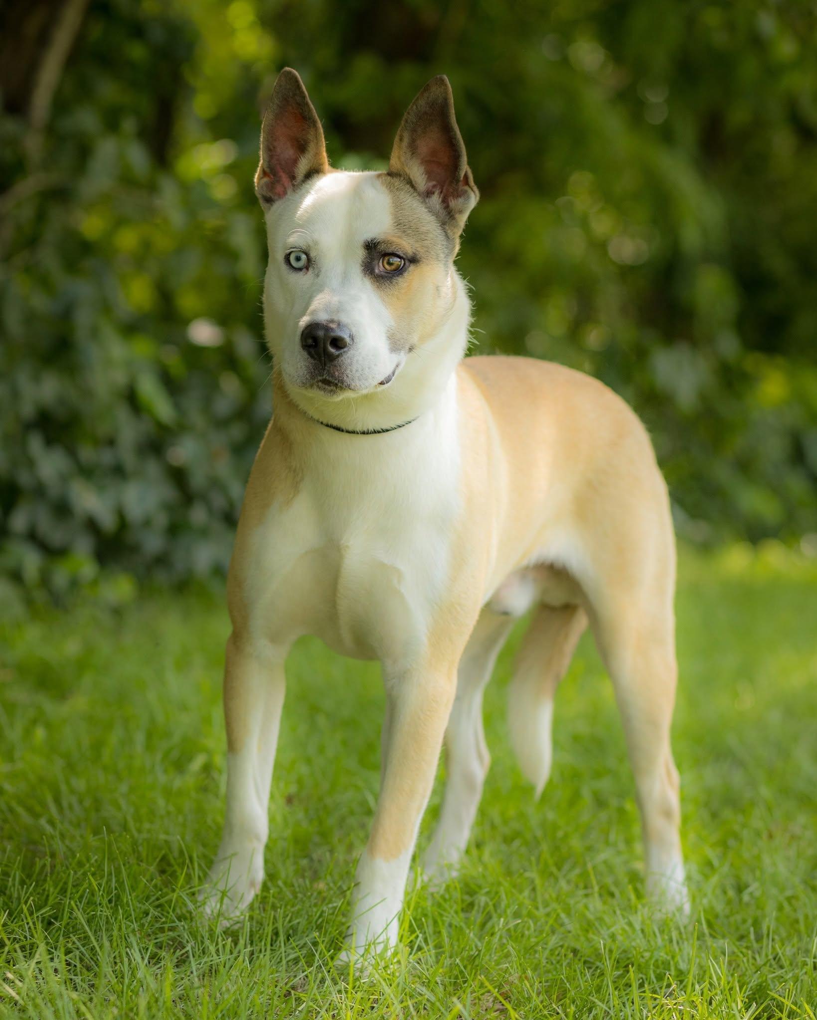 ARIES (0086), ADOPTABLE, Young Male Husky & Pit Bull Terrier.