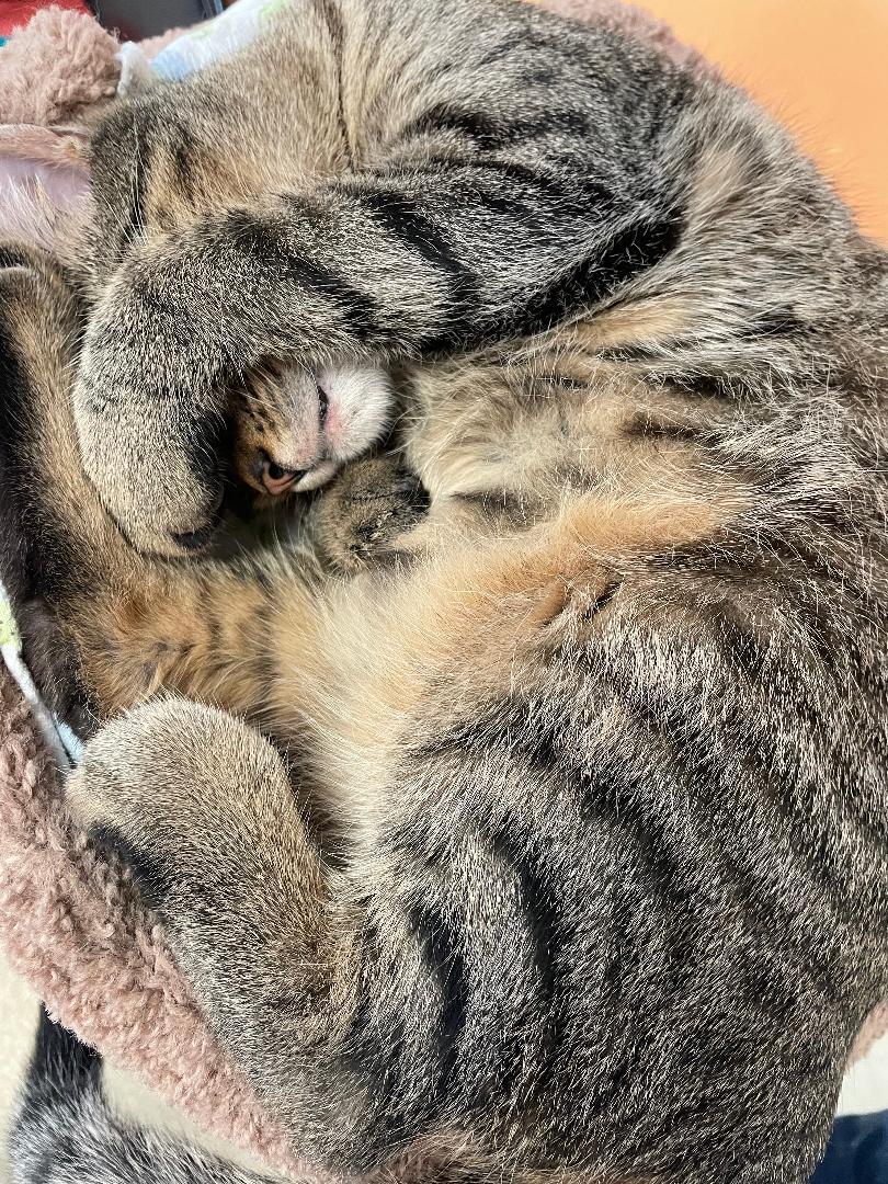 Enlarge Bean, a Adopted Domestic Short Hair in Darien, CT image 1/4