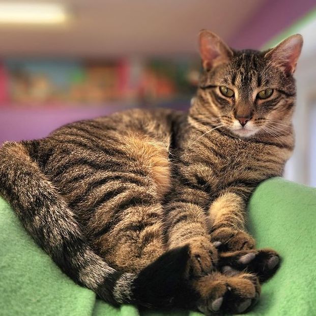 Enlarge Bean, a Adopted Domestic Short Hair in Darien, CT image 2/4