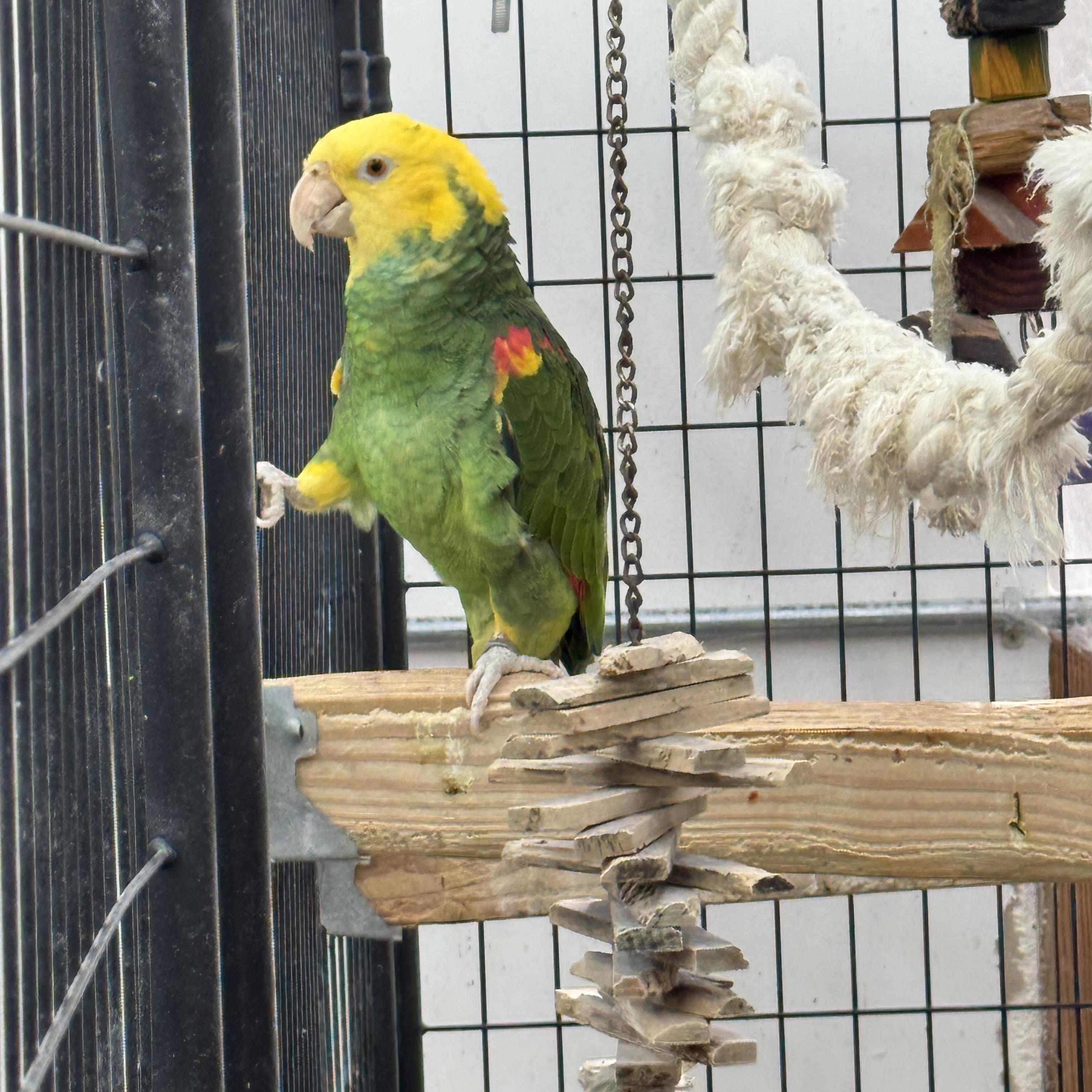 Enlarge Beamer, a Adopted Amazon in Bend, OR image 1/1