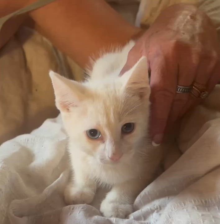 Enlarge Fridgie, a Adoptable mixed breed in Lancaster, CA video 1/4