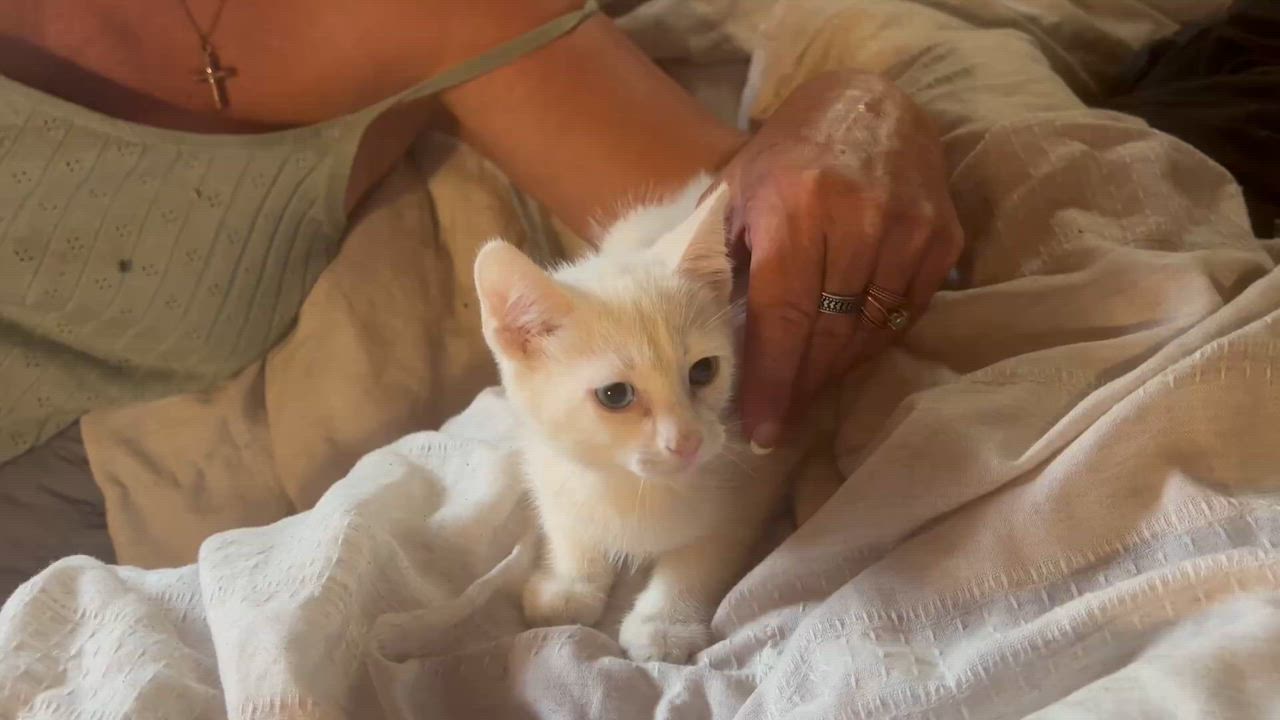 Enlarge Fridgie, a Adoptable mixed breed in Lancaster, CA video 4/4