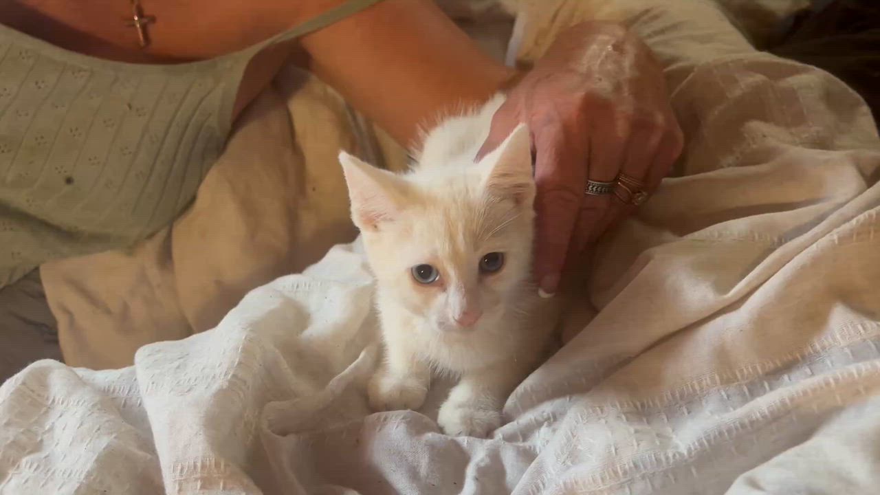 Enlarge Fridgie, a Adoptable mixed breed in Lancaster, CA video 2/4