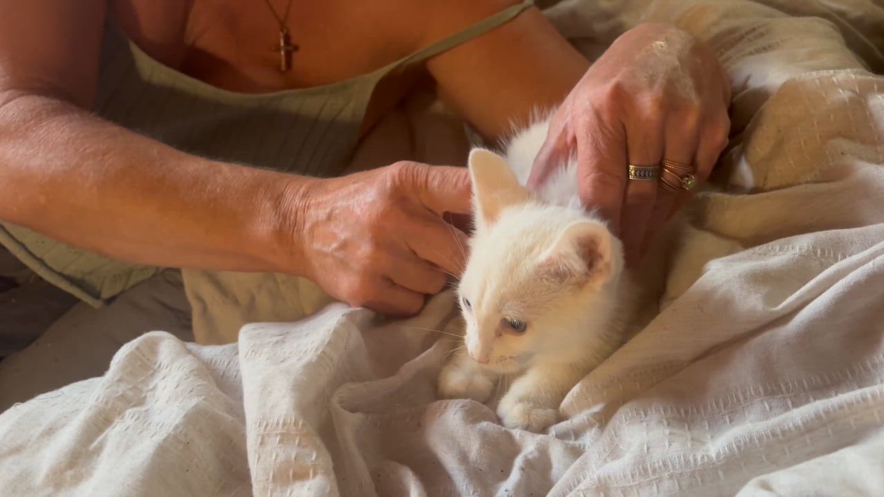 Enlarge Fridgie, a Adoptable mixed breed in Lancaster, CA video 3/4