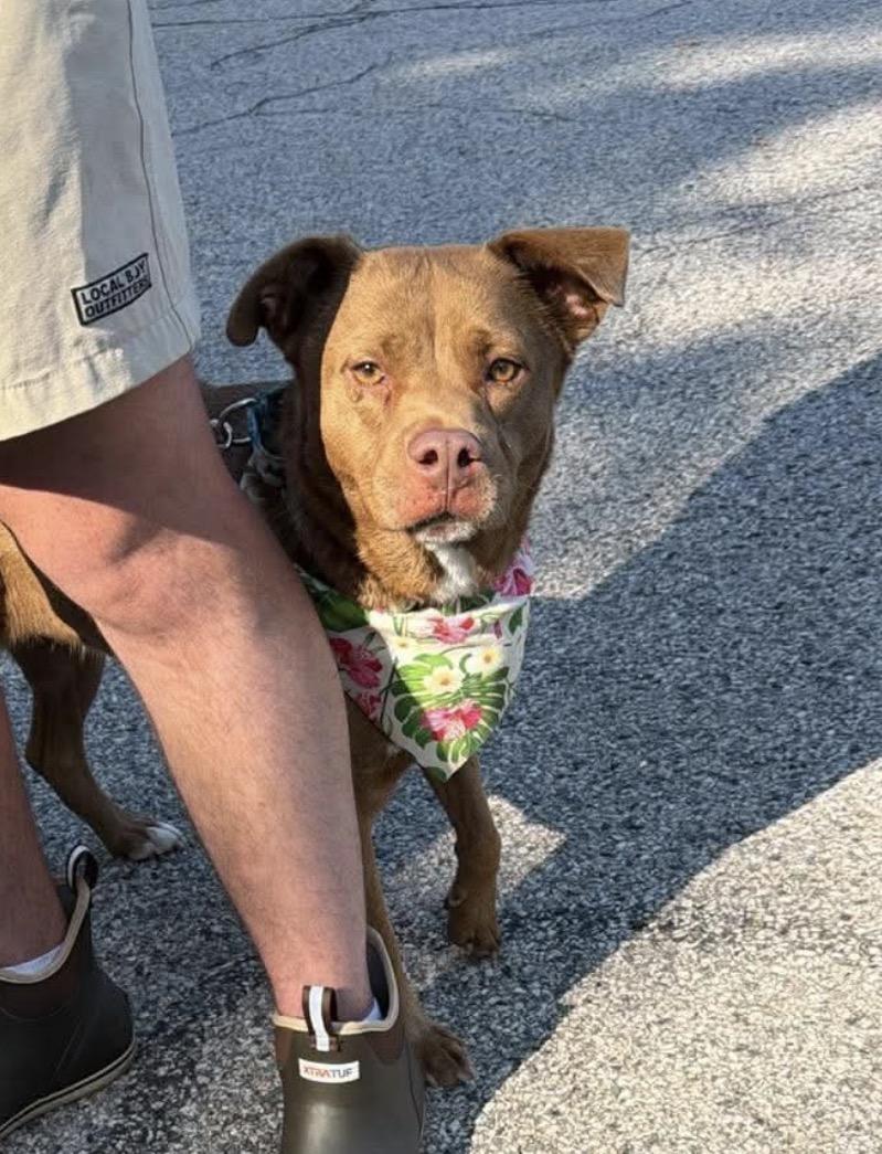 Enlarge Mama, a ADOPTABLE mixed breed in Kennebunk , ME image 1/2
