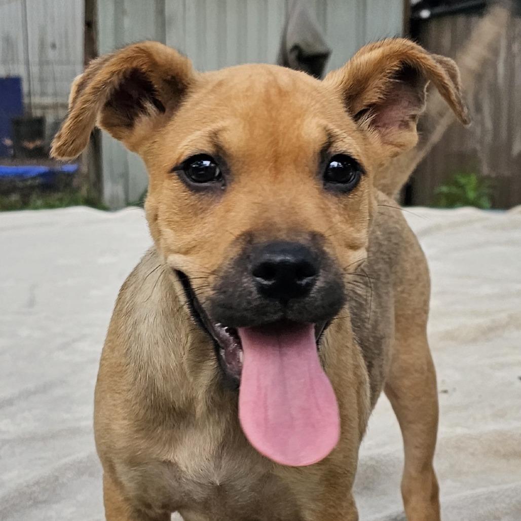 Enlarge Paisley, a Adoptable mixed breed in Santa Fe, NM image 1/6