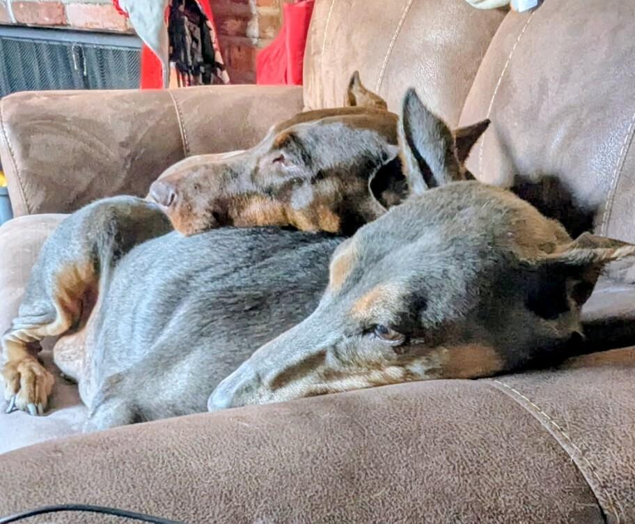 Enlarge Scarlett, a Adoptable Doberman Pinscher in Evergreen, CO image 6/6