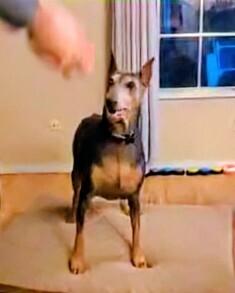 Enlarge Scarlett, a Adoptable Doberman Pinscher in Evergreen, CO image 4/6