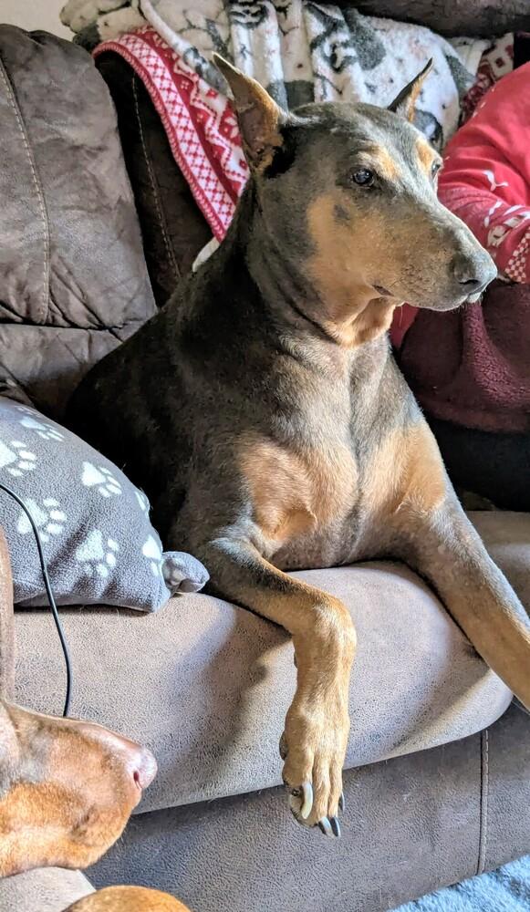 Enlarge Scarlett, a Adoptable Doberman Pinscher in Evergreen, CO image 4/6