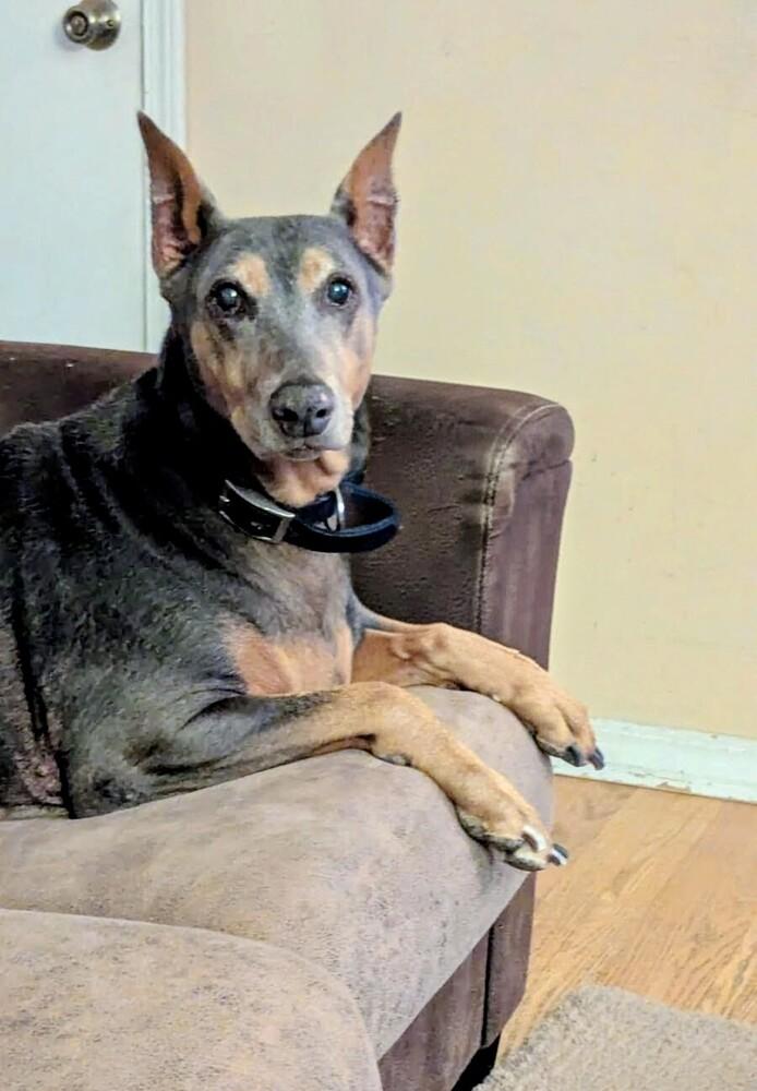 Enlarge Scarlett, a Adoptable Doberman Pinscher in Evergreen, CO image 1/6