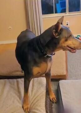 Scarlett, a Adoptable Doberman Pinscher in Evergreen, CO image 5/6