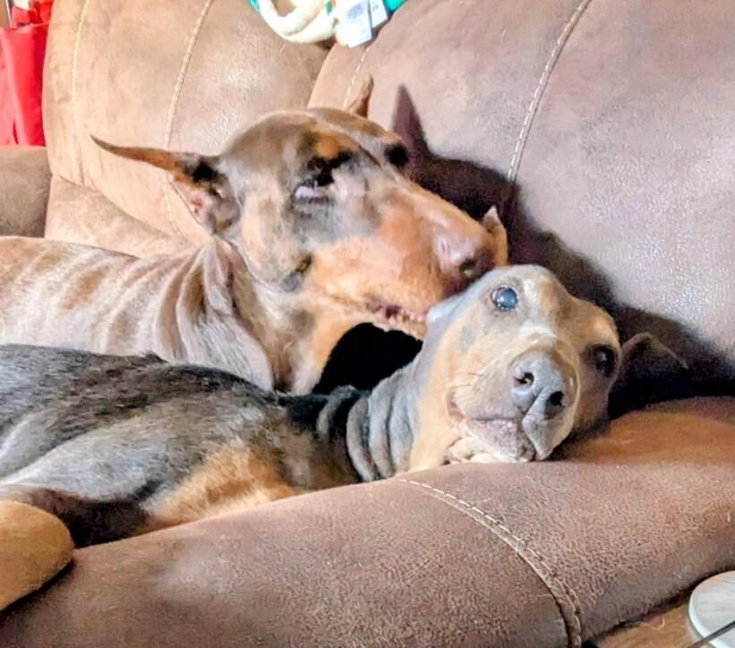 Enlarge Scarlett, a Adoptable Doberman Pinscher in Evergreen, CO image 5/6