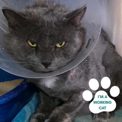 Enlarge Dr Scholls, a ADOPTABLE Domestic Medium Hair in Dubuque, IA image 2/2