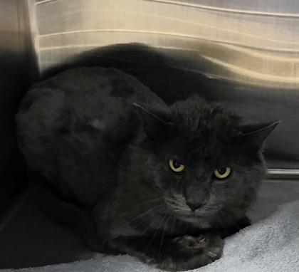 Enlarge Dr Scholls, a ADOPTABLE Domestic Medium Hair in Dubuque, IA image 1/2