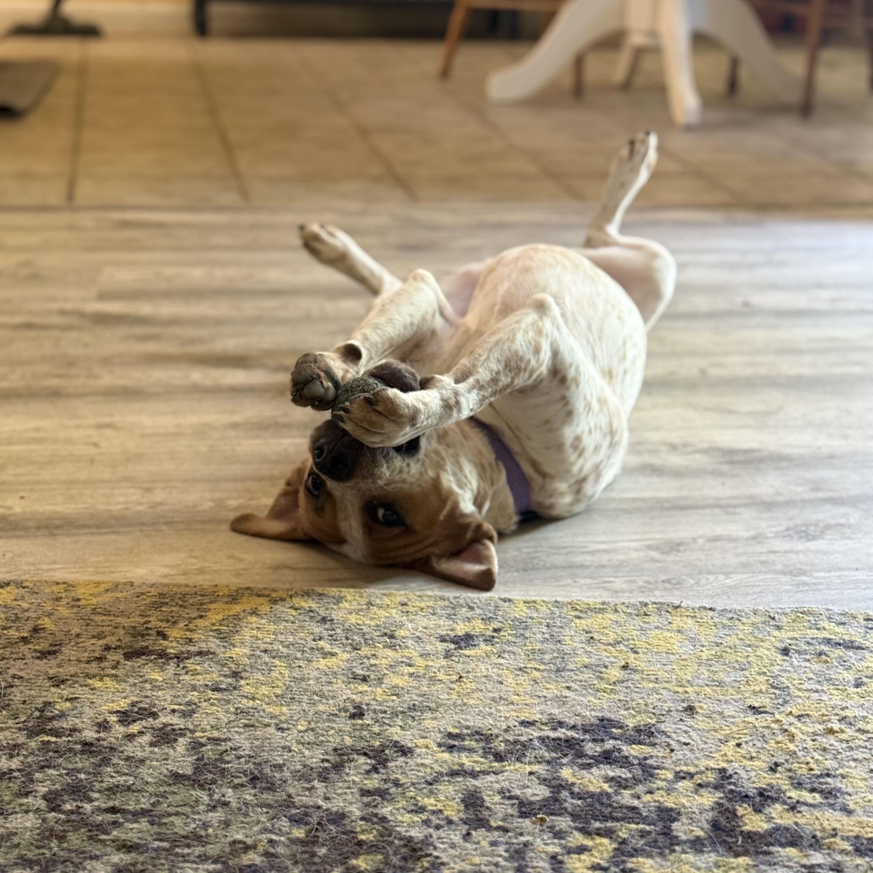 Enlarge Pinto, a Adopted Cattle Dog in Pflugerville, TX image 3/6