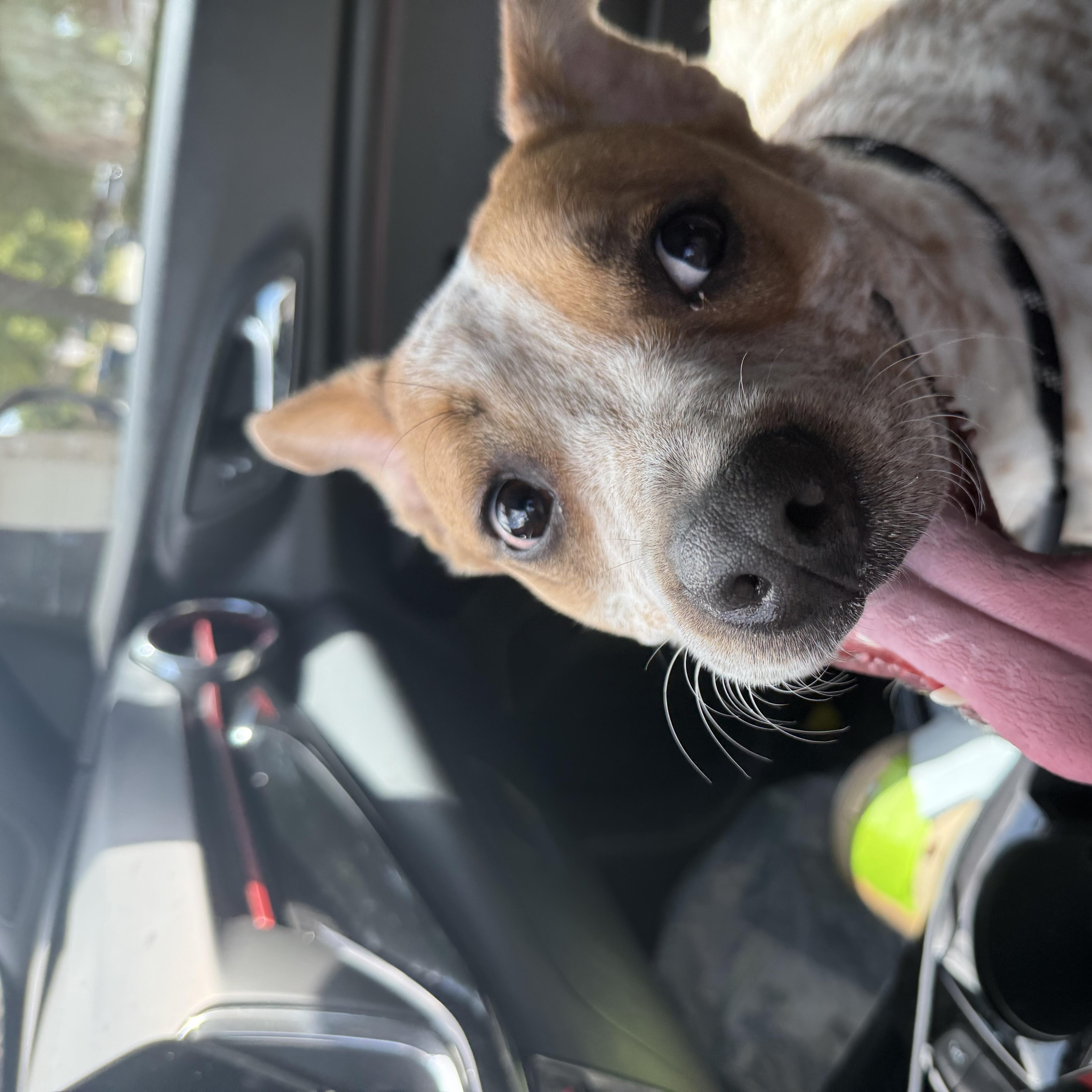 Enlarge Pinto, a Adopted Cattle Dog in Pflugerville, TX image 2/6