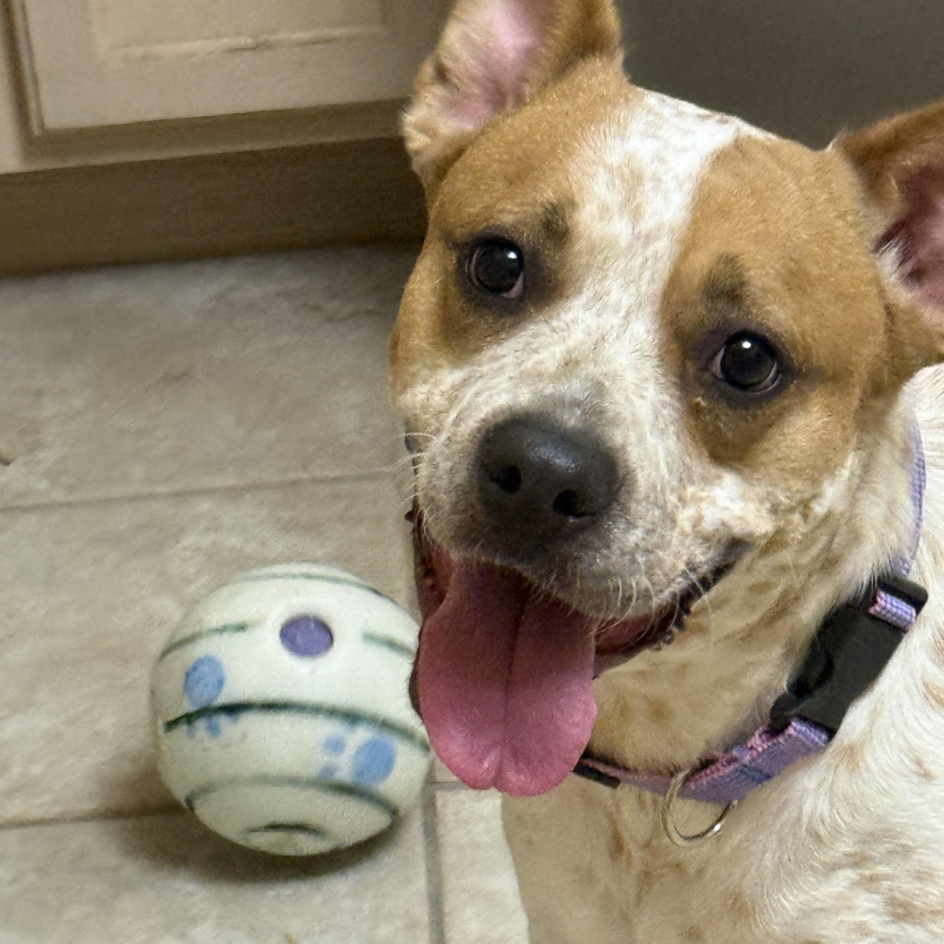 Enlarge Pinto, a Adopted Cattle Dog in Pflugerville, TX image 5/6